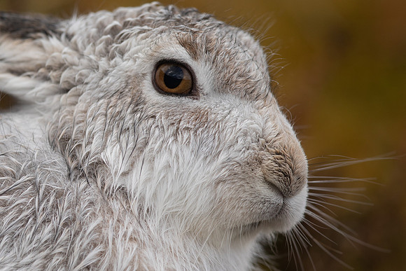 Mountain Hare, Findhorn Valley, January 2022