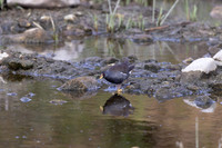Lesser Moorhen, Agia Varavra, Cyprus, April 2025