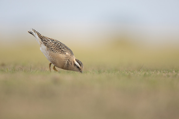 Dotterel, Cleeve Common, September 2022