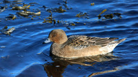 Wigeon, Lossiemouth, Feb 2015