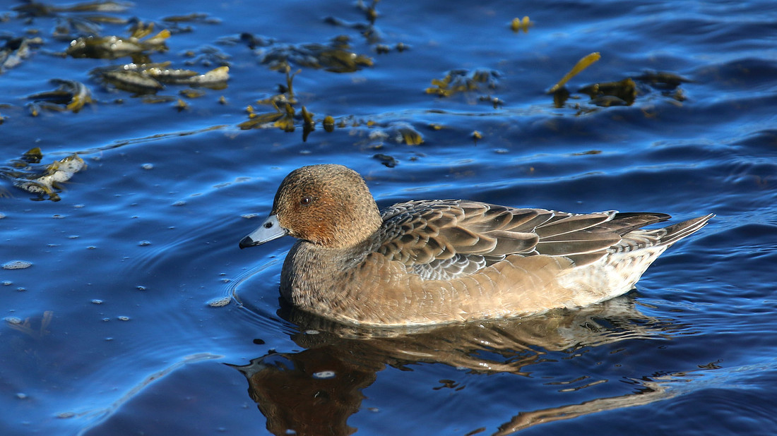 Wigeon, Lossiemouth, Feb 2015