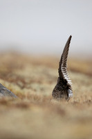 Purple Sandpiper, Raufarhofn, June 2022