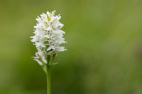 Common Spotted-orchid Orchid, Rudge Hill, June 2024