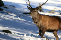 Red Deer, Cairngorms, February 2015