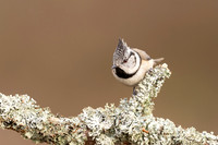 Crested Tit, Loch Morclich, February 2024