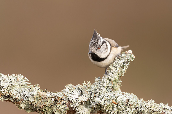 Crested Tit, Loch Morclich, February 2024