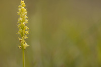 Musk Orchid, Cleeve common, June 2024