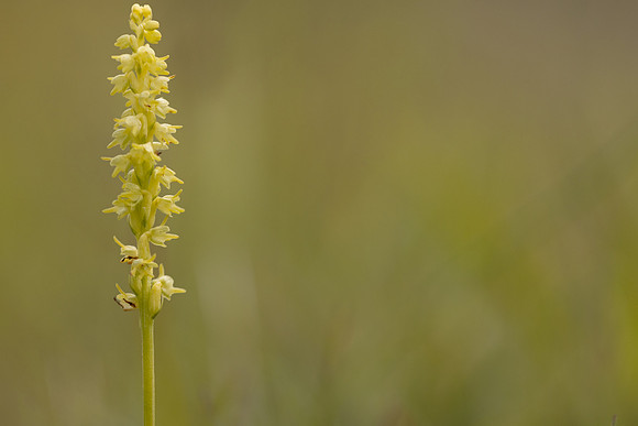 Musk Orchid, Cleeve common, June 2024