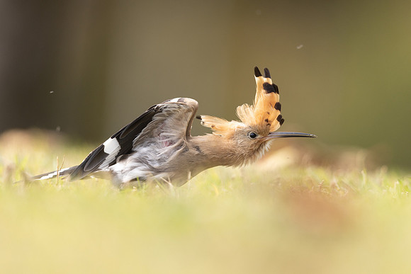 Hoopoe, Swansea, October 2024