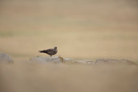Arctic Skua,Snæfellsnes peninsula, Iceland, June 2022