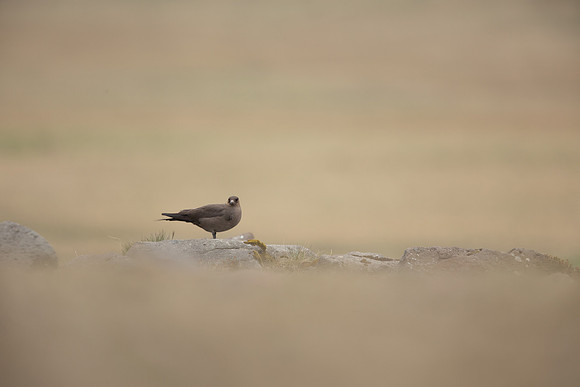 Arctic Skua,Snæfellsnes peninsula, Iceland, June 2022