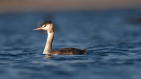 Great-crested Grebe, Cheddar Reservoir, September 2014