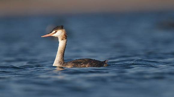Great-crested Grebe, Cheddar Reservoir, September 2014