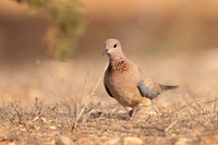 Laughing Dove, Cape Greco, July 2024