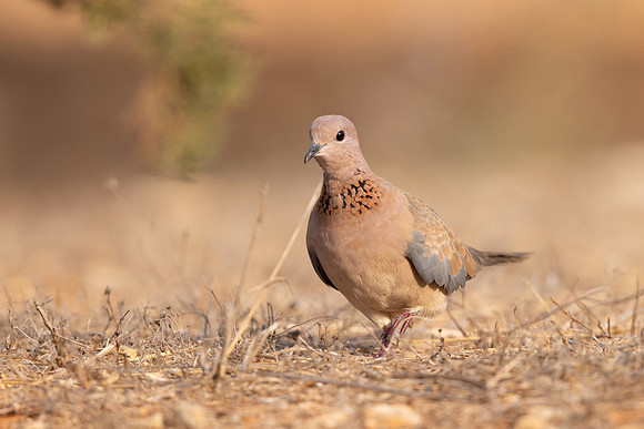Laughing Dove, Cape Greco, July 2024