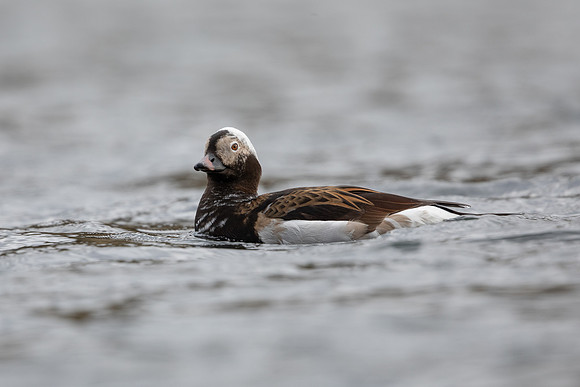 Long-tailed Duck, River Laxa, May 2022