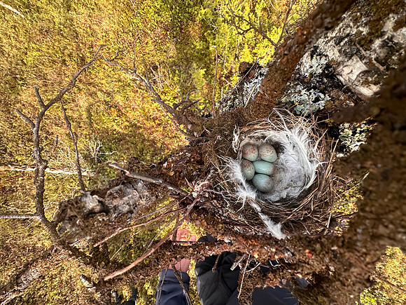 Redpoll, Sevettjjarvi, June 2025