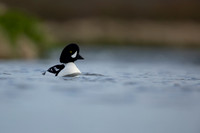 Barrow's Goldeneye,  River Laxa, Iceland, May 2022