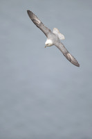 Fulmar, Iceland, June 2022