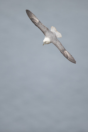 Fulmar, Iceland, June 2022