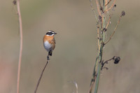 Whinchat, Anarita, Cyprus, April 2025