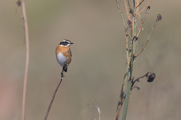 Whinchat, Anarita, Cyprus, April 2025