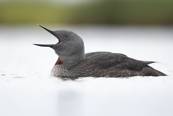 Red-throated Diver, Floi, Iceland, June 2022
