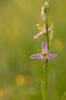Mutant Wasp Orchid, Rodbrough Common, June 2024