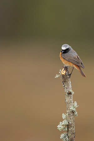 Redstart (male) Thursley Common, April 2021