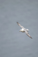Fulmar, Iceland, June 2022