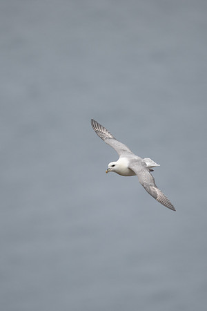 Fulmar, Iceland, June 2022