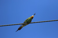 Blue-cheeked Bee-Eater, Larnaca, April 2016