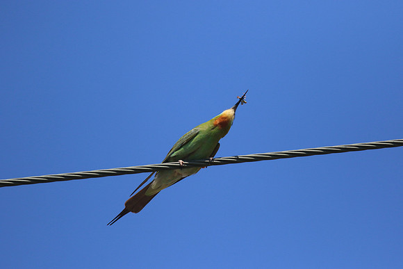 Blue-cheeked Bee-Eater, Larnaca, April 2016
