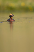 Slavonian Grebe, Iceland, May 2022
