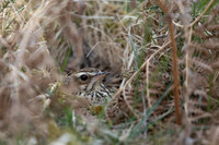 Woodlark, New forest, April 2021.
