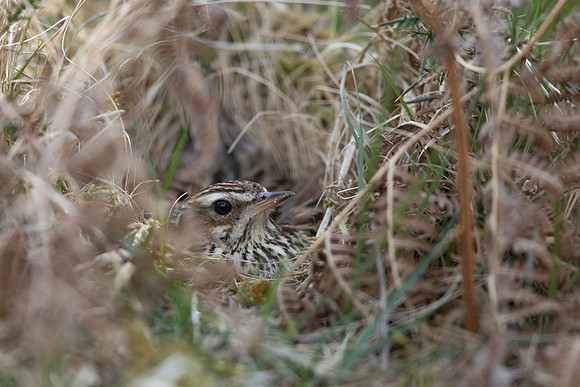 Woodlark, New forest, April 2021.