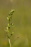 Green-flowered Helleborine, Cotswolds, July 2024