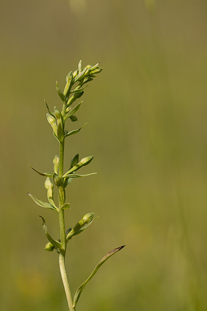 Green-flowered Helleborine, Cotswolds, July 2024