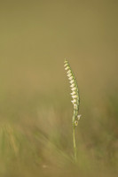 Autumn Lady's Tresses, Old Down, September 2022