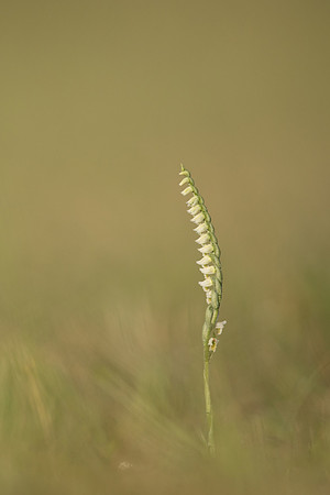Autumn Lady's Tresses, Old Down, September 2022