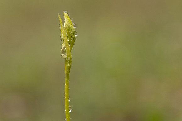 Fly Orchid, Dorset, April 2024