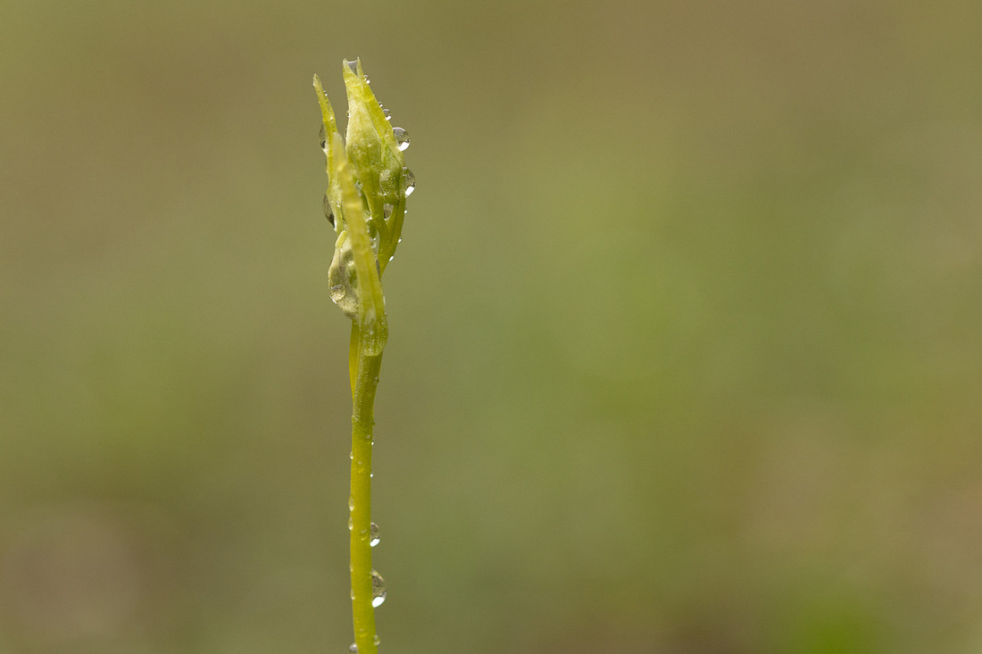 Fly Orchid, Dorset, April 2024
