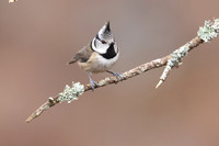 Crested Tit, Loch Morclich, February 2024