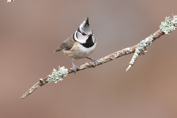 Crested Tit, Loch Morclich, February 2024
