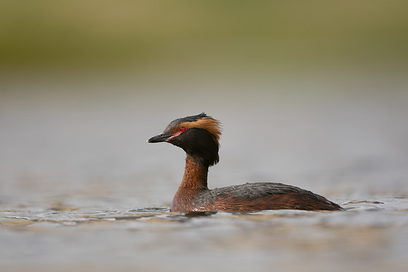 Slavonian Grebe, Iceland, May 2022