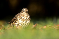 Mistle Thrush , Tockington, December 2022
