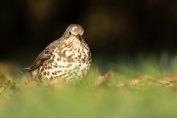 Mistle Thrush , Tockington, December 2022