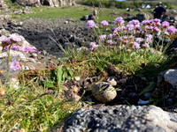 Oystercatcher, Mull, May 2021