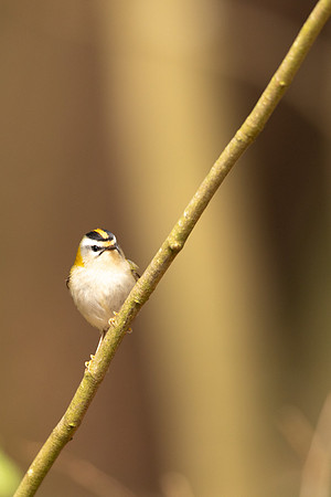 Firecrest, Forest of Dean, April 2024