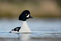 Barrow's Goldeneye